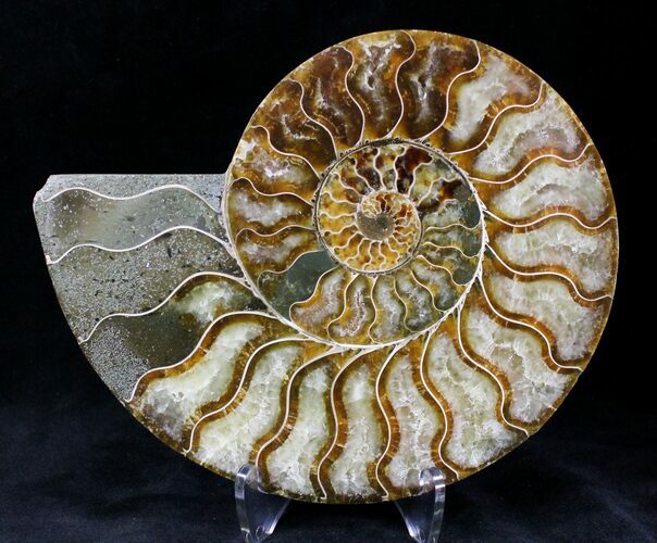 Cut Ammonite Fossil (Half) - Agatized #20568